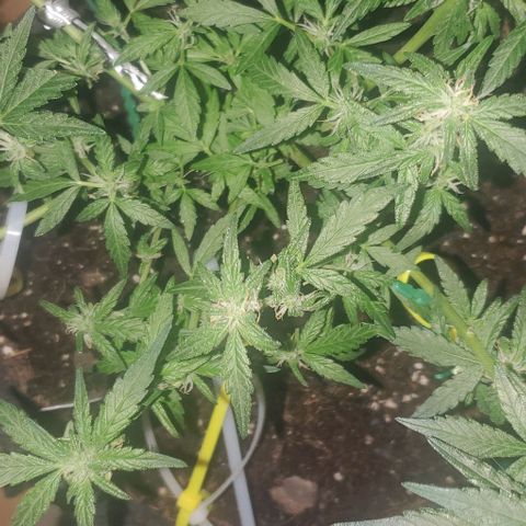 Purple wreak autoflower  growlog timeline photo