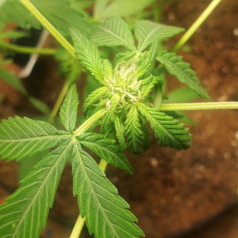 Purple wreak autoflower  growlog timeline photo