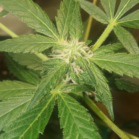 Purple wreak autoflower  growlog timeline photo