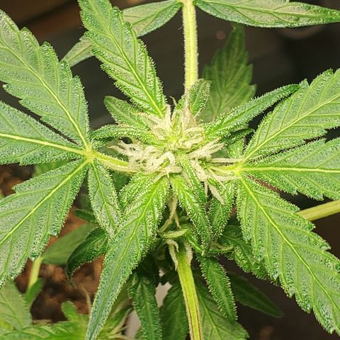 Purple wreak autoflower  growlog photo: It's a week and a half to two weeks in the flowering stage. My very first cannabis plant. Also my first autoflower I've ever grew. So excited and for future grows . I'm going to always use open sesame. 
