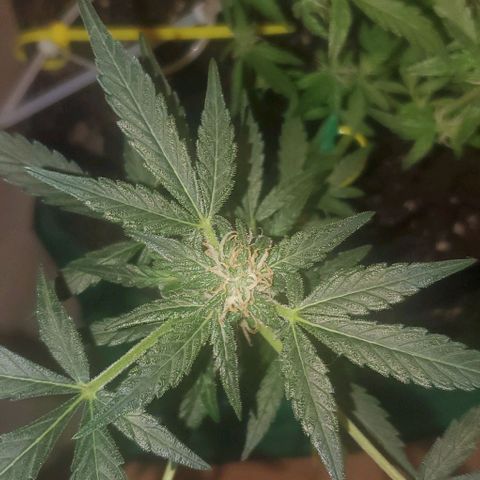 Purple wreak autoflower  growlog timeline photo