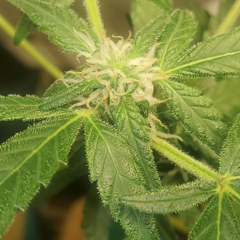 Purple wreak autoflower  growlog timeline photo