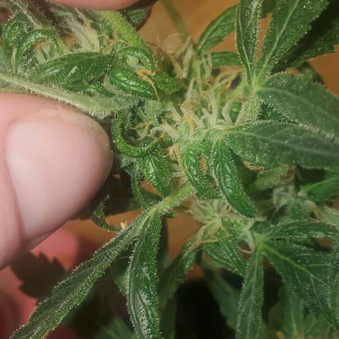 Purple wreak autoflower  growlog photo: I defoliated my plant today. Hoping she should be ready to pull up this time next week also going to feed her her last bit of food today and then I'll give her water in like 3 days and and then I want to flush everything and rip her up can't wait this is my first harvest. Had some ups and downs and the plant had got sick a few times but I think I brought it back pretty good and the soil I grew in was mother Earth. And my nutrients was the fox farms trio
