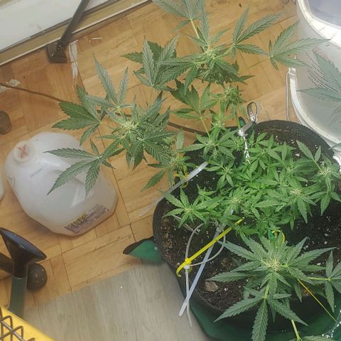 Purple wreak autoflower  growlog timeline photo