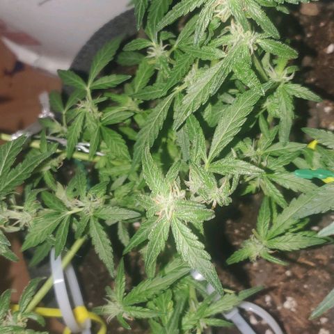 Purple wreak autoflower  growlog photo: About 3 weeks in to flowering stage. 