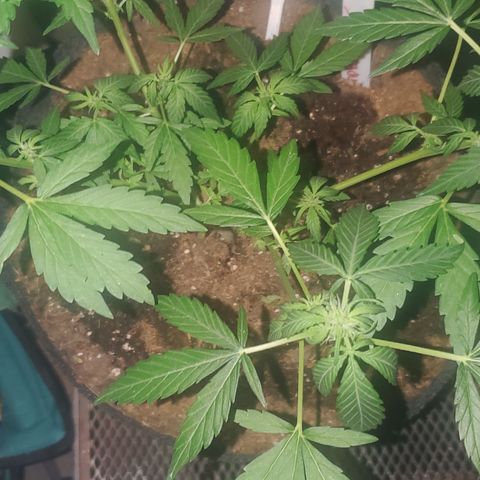 Purple wreak autoflower  growlog timeline photo
