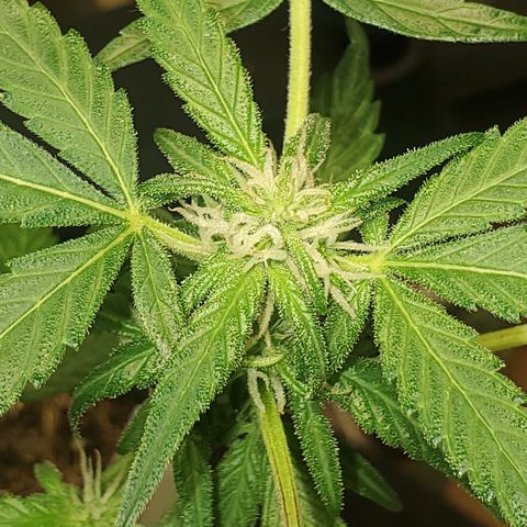 Purple wreak autoflower  growlog photo: It's a week and a half to two weeks in the flowering stage. My very first cannabis plant. Also my first autoflower I've ever grew. So excited and for future grows . I'm going to always use open sesame. 