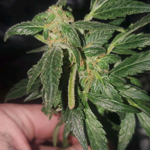 Purple wreak autoflower  growlog photo: She's 3 days short from harvest