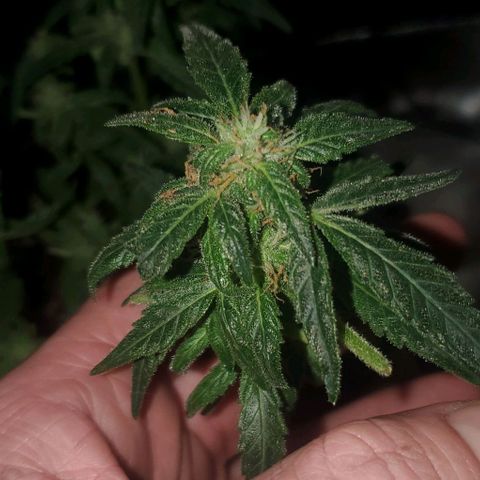 Purple wreak autoflower  growlog photo: She's 3 days short from harvest