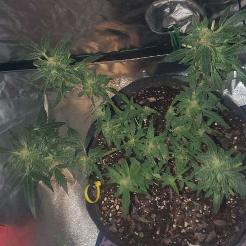Purple wreak autoflower  growlog photo: She's 3 days short from harvest