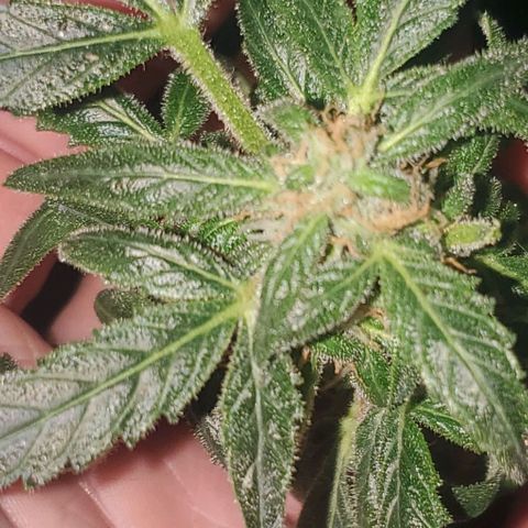 Purple wreak autoflower  growlog photo: She's 3 days short from harvest