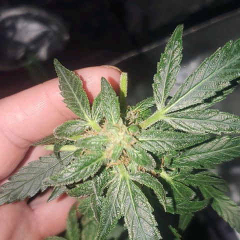Purple wreak autoflower  growlog photo: She's 3 days short from harvest