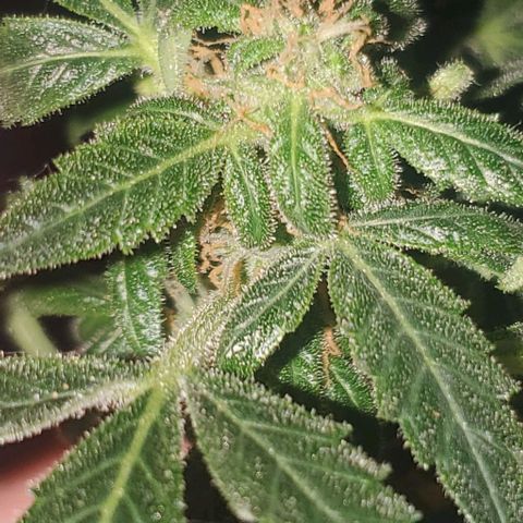 Purple wreak autoflower  growlog photo: She's 3 days short from harvest