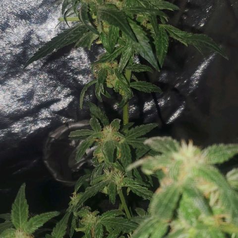 Purple wreak autoflower  growlog photo: She's 3 days short from harvest