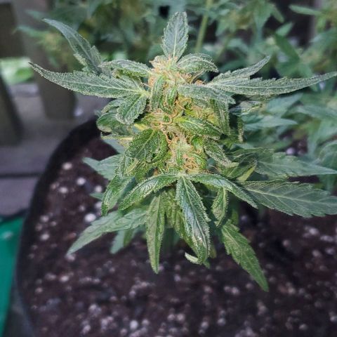 Purple wreak autoflower  growlog photo: Just done my second flush and she is looking great. Should be ready to harvest in 3 days 