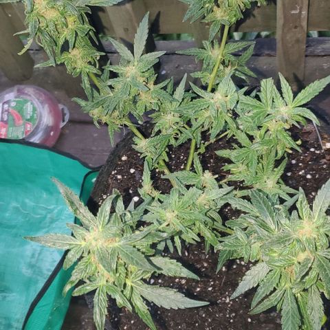 Purple wreak autoflower  growlog photo: Just done my second flush and she is looking great. Should be ready to harvest in 3 days 