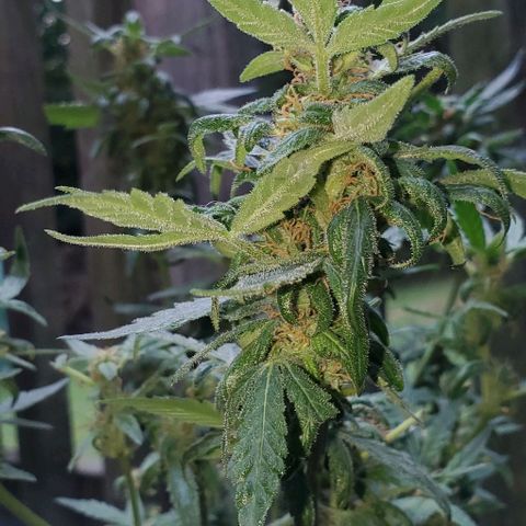 Purple wreak autoflower  growlog timeline photo