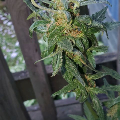 Purple wreak autoflower  growlog photo: Just done my second flush and she is looking great. Should be ready to harvest in 3 days 