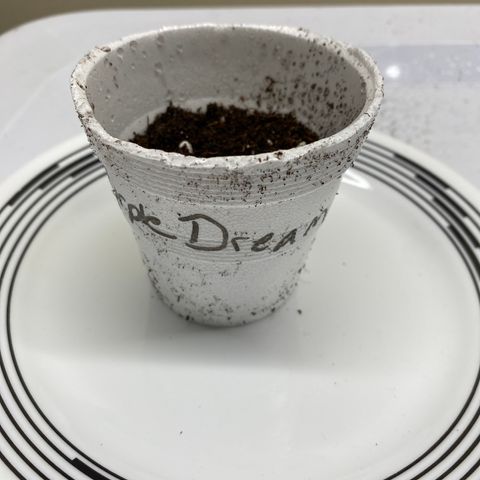 Purple dream  growlog timeline photo