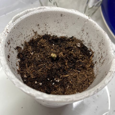 Purple dream  growlog photo: First to sprout!! 