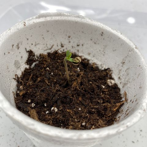 Purple dream  growlog timeline photo