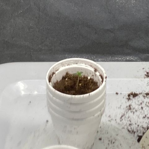 Purple dream  growlog timeline photo