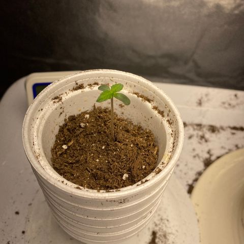 Purple dream  growlog photo: Another strong grower 