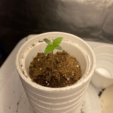 Purple dream  growlog timeline photo