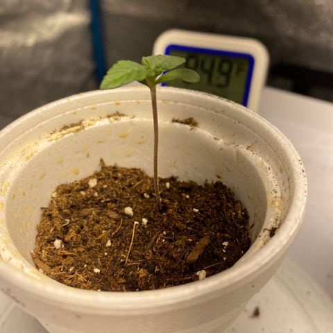 Purple dream  growlog timeline photo