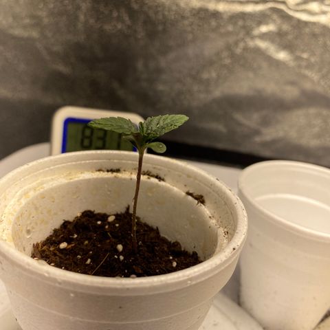 Purple dream  growlog timeline photo