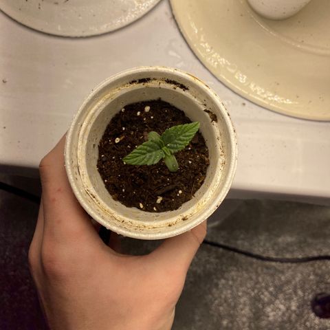 Purple dream  growlog timeline photo
