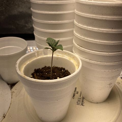 Purple dream  growlog timeline photo