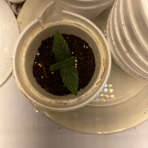 Purple dream  growlog timeline photo