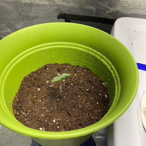 Purple dream  growlog timeline photo