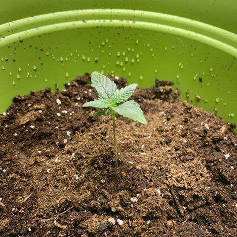 Purple dream  growlog timeline photo