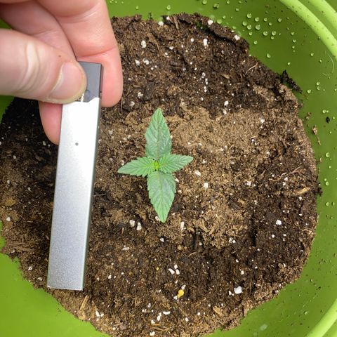 Purple dream  growlog timeline photo