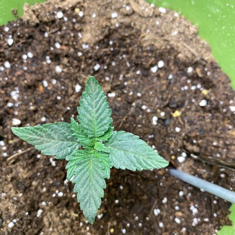 Purple dream  growlog timeline photo