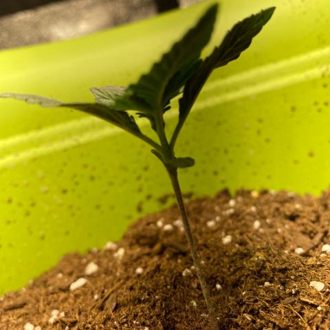 Purple dream  growlog timeline photo