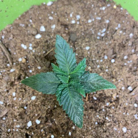 Purple dream  growlog timeline photo