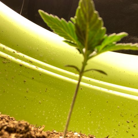 Purple dream  growlog timeline photo