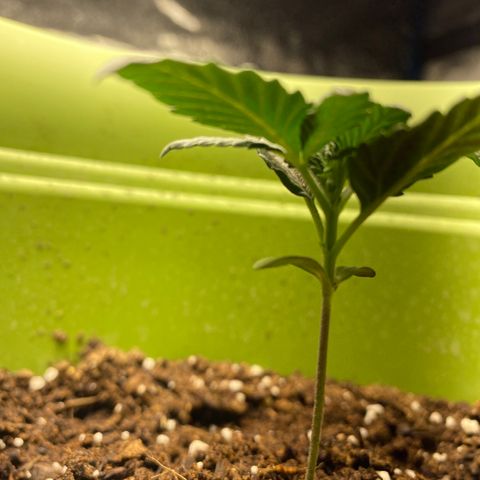 Purple dream  growlog timeline photo