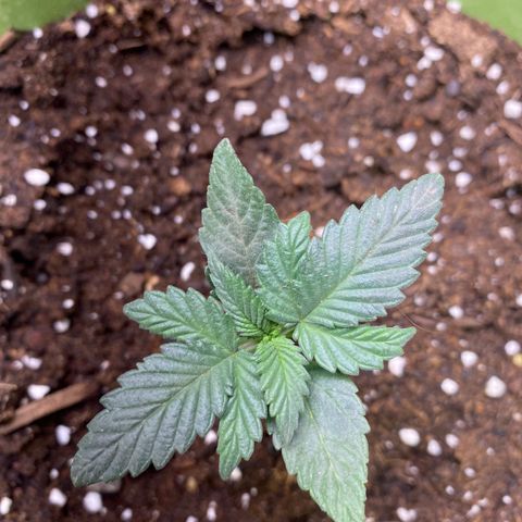 Purple dream  growlog timeline photo