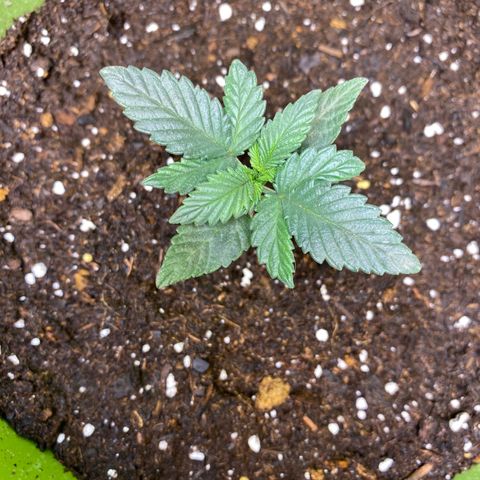 Purple dream  growlog timeline photo