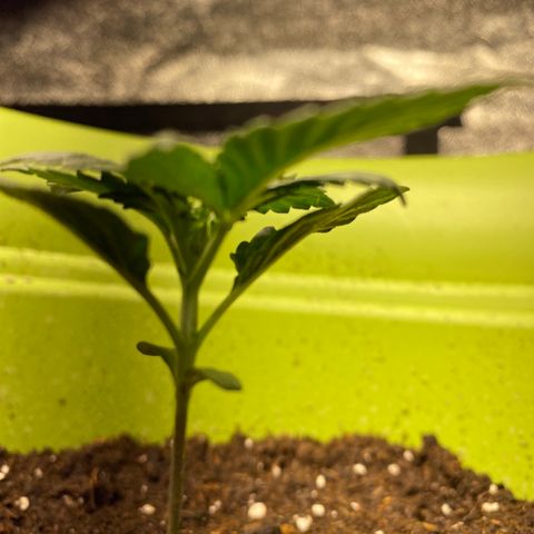 Purple dream  growlog timeline photo