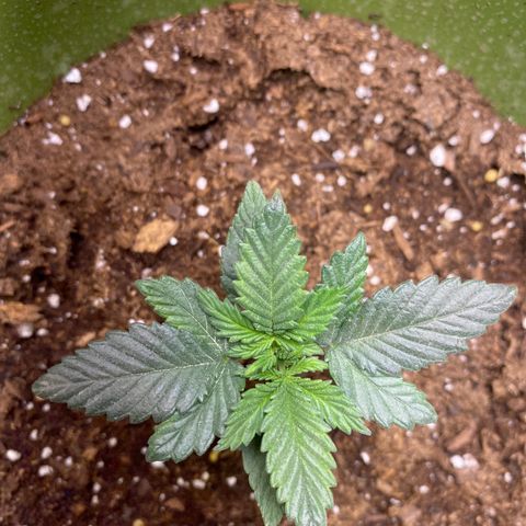 Purple dream  growlog timeline photo