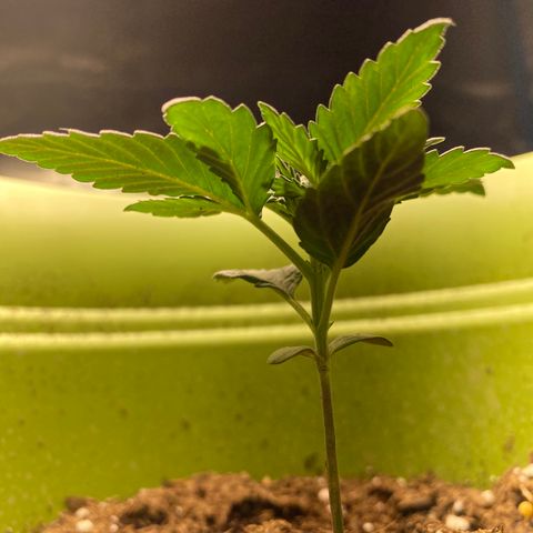 Purple dream  growlog timeline photo