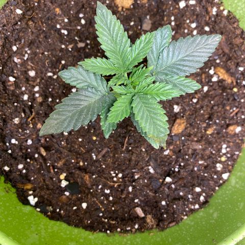 Purple dream  growlog photo: Either light or nutes burn on one leaf 