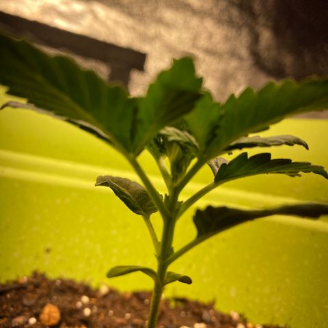 Purple dream  growlog timeline photo