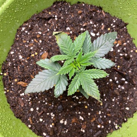 Purple dream  growlog timeline photo
