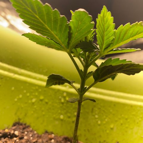 Purple dream  growlog timeline photo